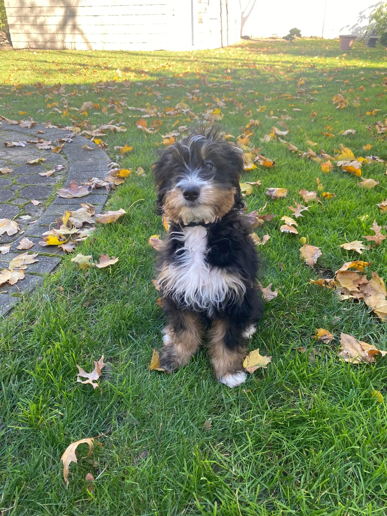 My fluffy black, tan and white puppy sitting in fall leaves