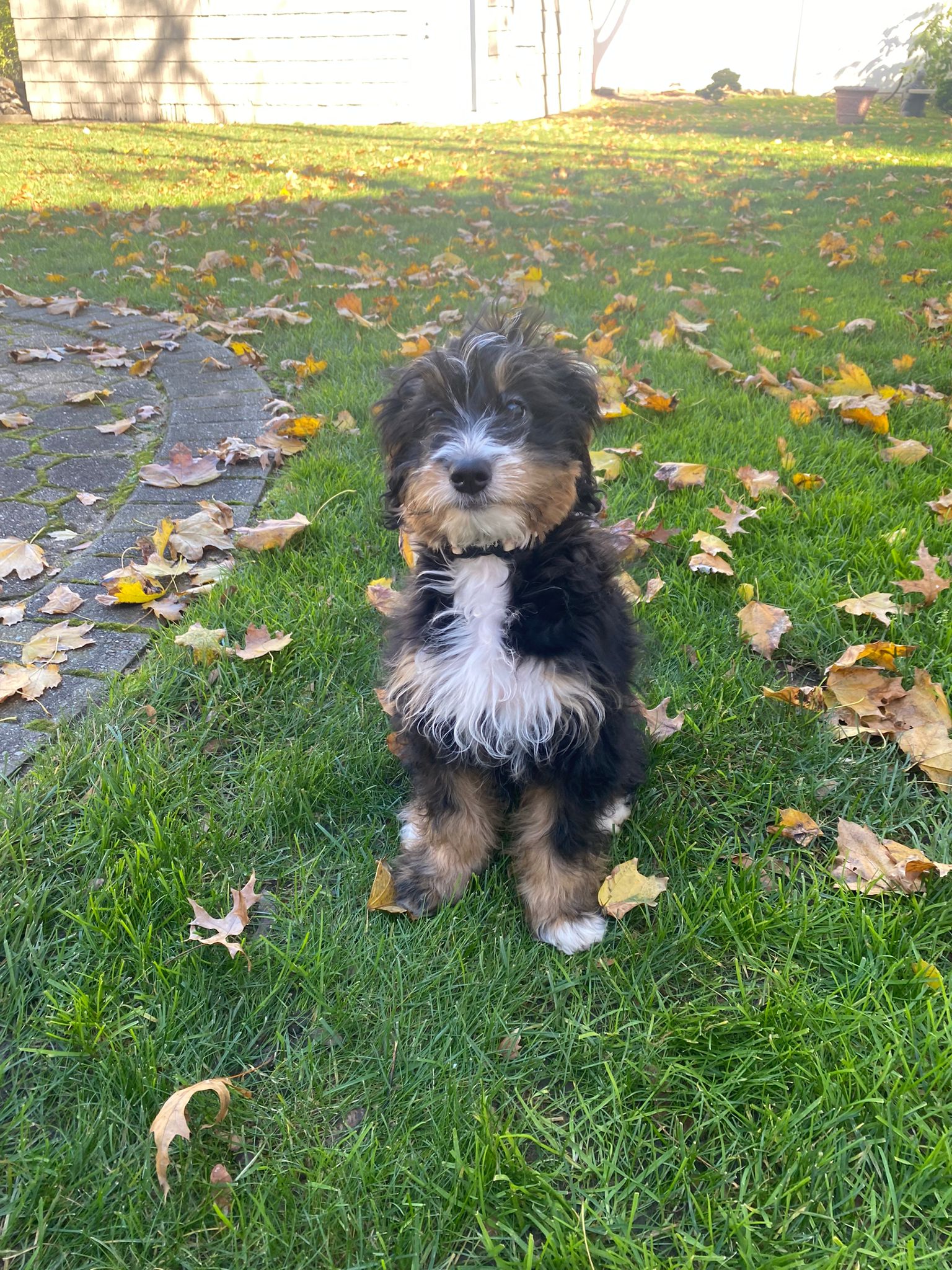 dog